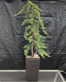 Juniper Bonsai Tree - Trained <br><i>(juniper procumbens nana)</i>