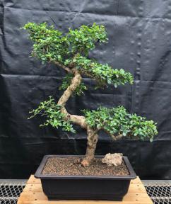 Flowering Fukien Tea Bonsai Tree<br>Curved Trunk & Tiered Branching<br><i>(ehretia microphylla)</i>