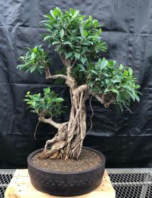 Ficus Retusa Bonsai Tree<br>Tiered Branching Style<br><i>(ficus retusa)</i>