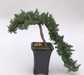 Juniper Bonsai Tree - Cascade Style <br><i>(juniper procumbens nana)</i>