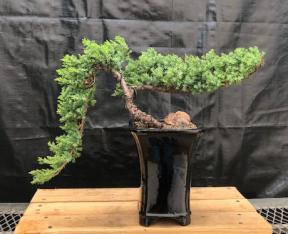 Juniper Bonsai Tree - Cascade Style <br><i>(juniper procumbens nana)</i>