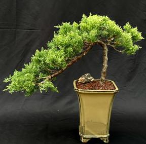 Juniper Bonsai Tree - Cascade Style <br><i>(juniper procumbens nana)</i>