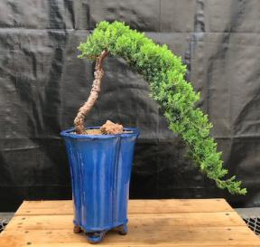 Juniper Bonsai Tree - Cascade Style <br><i>(juniper procumbens nana)</i>