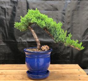 Juniper Bonsai Tree - Cascade Style <br><i>(juniper procumbens nana)</i>