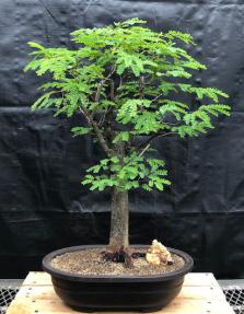 Flowering Horseflesh Mahogany Bonsai Tree <br><i>(lysiloma sabicu)</i>