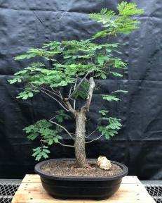 Flowering Horseflesh Mahogany Bonsai Tree <br><i>(lysiloma sabicu)</i>