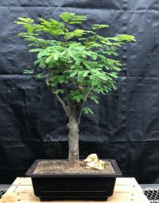 Flowering Horseflesh Mahogany Bonsai Tree <br><i>(lysiloma sabicu)</i>