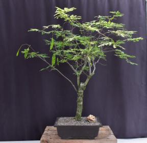 Flowering Horseflesh Mahogany Bonsai Tree <br><i>(lysiloma sabicu)</i>