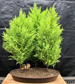 Lemon Cypress Bonsai Tree <br>Three Tree Forest Group <br><i>(cupressus macrocarpa)</i>