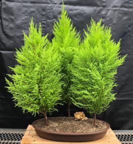 Lemon Cypress Bonsai Tree<br>Three Tree Forest Group<br><i>(cupressus macrocarpa)</i>