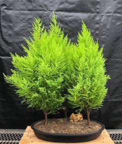 Lemon Cypress Bonsai Tree<br>Three Tree Forest Group<br><i>(cupressus macrocarpa)</i>