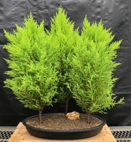 Lemon Cypress Bonsai Tree<br>Three Tree Forest Group<br><i>(cupressus macrocarpa)</i>