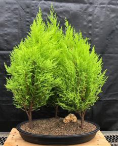 Lemon Cypress Bonsai Tree<br>Three Tree Forest Group<br><i>(cupressus macrocarpa)</i>