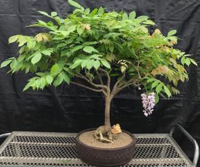 Flowering Japanese Wisteria Bonsai Tree<br><i>(wisteria floribunda)</i>