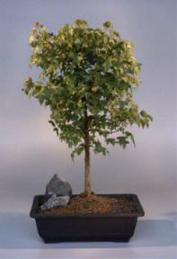 Trident Maple Bonsai Tree<br><i>(acer buergerianum)</i>