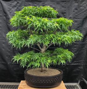 Dwarf Japanese Maple Bonsai Tree<br><i>(acer palmatum 'sharps pygme')</i>