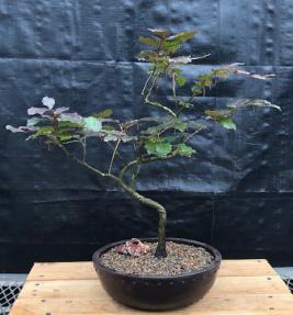 Copper Beech Bonsai Tree<br>