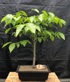 American Beech Bonsai Tree<br> (Fagus grandifolia)