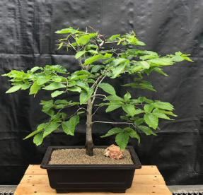 American Beech Bonsai Tree<br> (Fagus grandifolia)