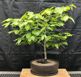 American Beech Bonsai Tree<br> (Fagus grandifolia)