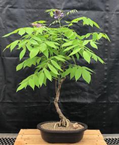 Flowering Japanese Wisteria Bonsai Tree<br><i>(wisteria floribunda)</i>