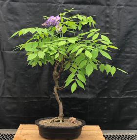 Flowering Japanese Wisteria Bonsai Tree<br><i>(wisteria floribunda)</i>