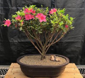 Flowering Tradition Azalea Bonsai Tree<br>(Rhododendron 'Tradition')