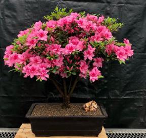 Flowering Tradition Azalea Bonsai Tree<br>(Rhododendron 'Tradition')