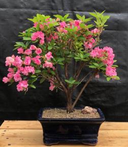 Flowering Rosebud Azalea Bonsai Tree<br>( Rhododendron 'Rosebud')