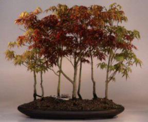 Japanese Maple Bonsai Tree<br><i>(acer palmatum)</i>