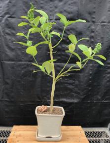 Flowering Buddhas Hand Citrus Bonsai Tree<br>(Citrus medica var. sarcodactylis)