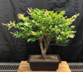 Flowering Ligustrum Bonsai Tree<br>( Ligustrum japonicum)