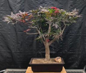 Japanese Red Maple Bonsai Tree<br><i>(acer palmatum 