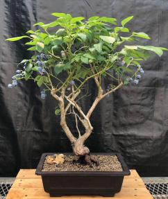 Flowering Top Hat Blueberry Bonsai Tree<br><i>(vaccinium corymbosum argustifolium)</i>