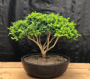 Japanese Kingsville Boxwood Bonsai Tree<br><i>(buxus microphylla compacta)</i>