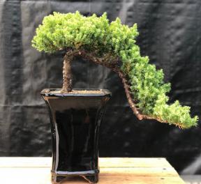 Juniper Bonsai Tree - Cascade Style <br><i>(juniper procumbens nana)</i>