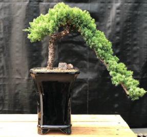 Juniper Bonsai Tree - Cascade Style <br><i>(juniper procumbens nana)</i>