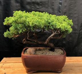 Juniper Bonsai Tree - Trained <br><i>(juniper procumbens nana)</i>