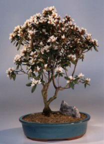 Rhododendron Bonsai Tree<br><i>(sambuscus thunder)</i>