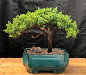 Juniper Bonsai Tree - Trained <br><i>(juniper procumbens nana)</i>