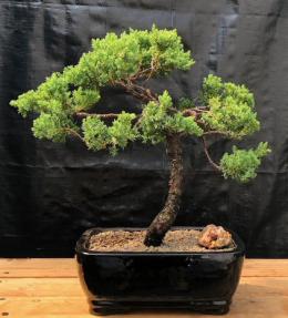 Juniper Bonsai Tree - Trained <br><i>(juniper procumbens nana)</i>