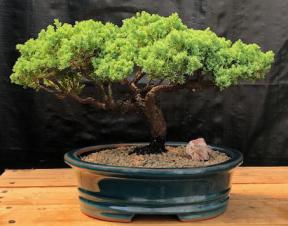 Juniper Bonsai Tree - Trained <br><i>(juniper procumbens nana)</i>