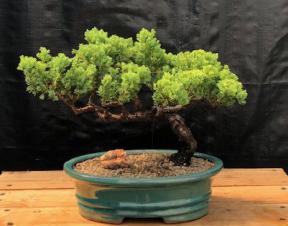 Juniper Bonsai Tree - Trained <br><i>(juniper procumbens nana)</i>