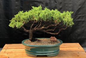 Juniper Bonsai Tree - Trained <br><i>(juniper procumbens nana)</i>