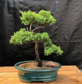 Juniper Bonsai Tree - Trained <br><i>(juniper procumbens nana)</i>