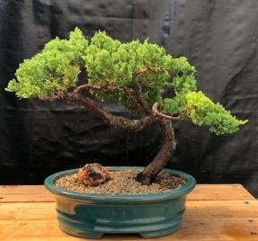 Juniper Bonsai Tree - Trained <br><i>(juniper procumbens nana)</i>