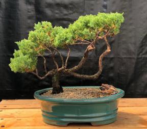 Juniper Bonsai Tree - Trained <br><i>(juniper procumbens nana)</i>