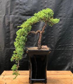 Juniper Bonsai Tree - Cascade Style <br><i>(juniper procumbens nana)</i>