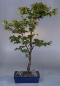 Japanese Maple Bonsai Tree<br><i>(acer palmatum 'sango-kaku')</i>