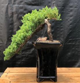 Juniper Bonsai Tree - Cascade Style <br><i>(juniper procumbens nana)</i>